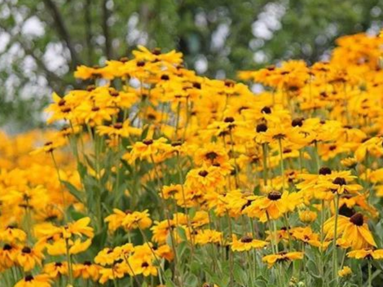 【黑心菊种子】 黑心菊种植方法及简介