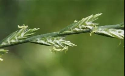 一年生黑麦草基本介绍，和多年生黑麦草有什么区别