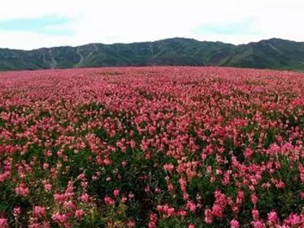 牧草皇后“红豆草”主要价值与应用