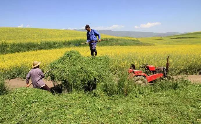 养牛最适合种植什么牧草比较好？种植方法是什么？