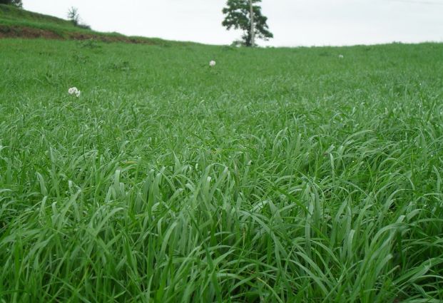 养牛最适合种植什么牧草比较好？种植方法是什么？