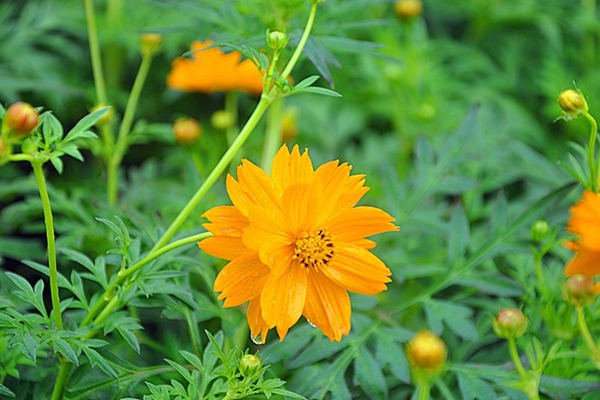 硫华菊的种植方法及注意事项