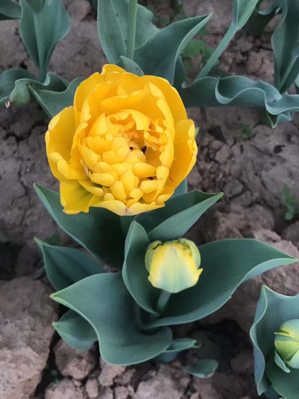 花卉植物郁金香种球种苗