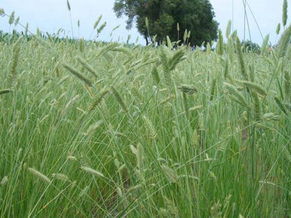 冰草的种植养护技巧和高产技巧