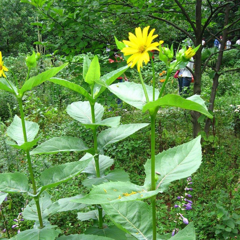 串叶松香草