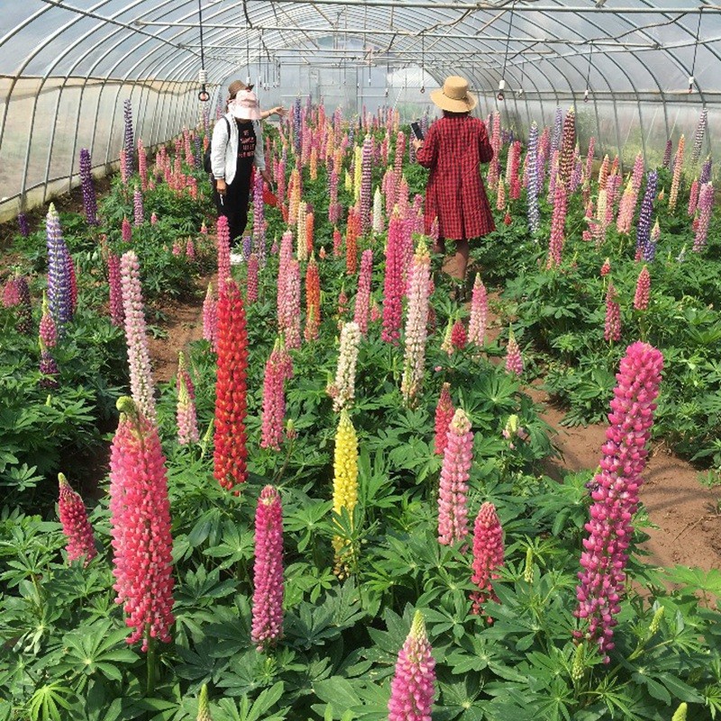 魯冰花種子應該如何催芽