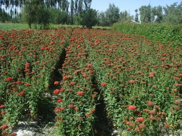 剪秋罗种子发芽出苗开花图片