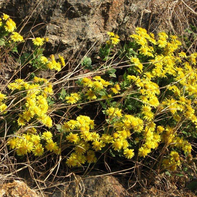 黄菊花