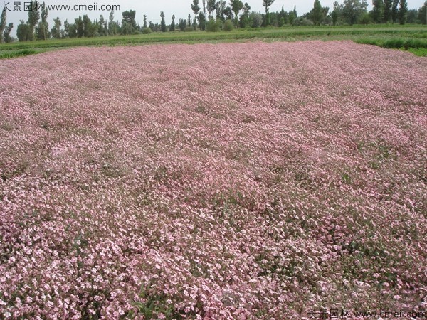 满天星植物开花图片