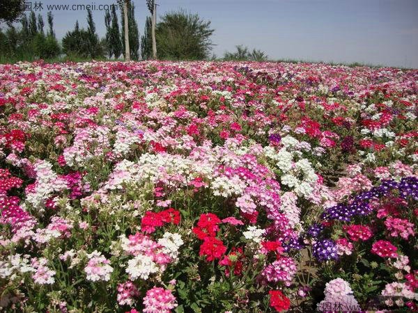 康乃馨种子发芽出苗开花图片