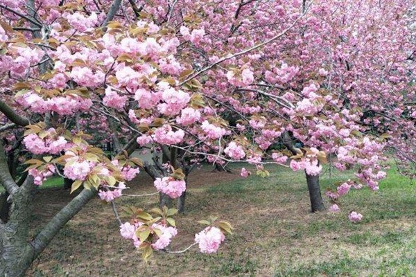 紫樱花花语象征与寓意紫樱花花语