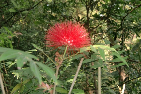 绒球花的花语和象征寓意