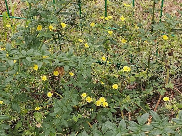 中华小苦荬菜