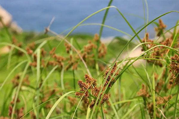 水沙草