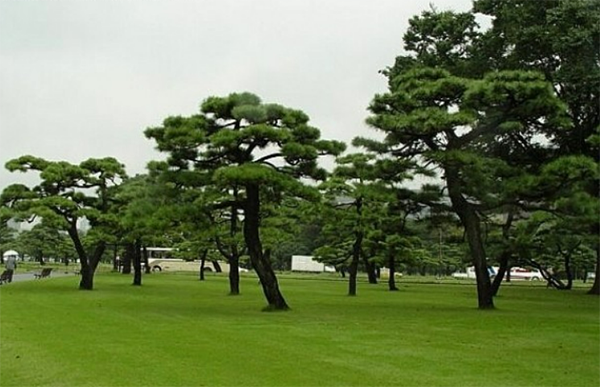 黑松生长速度图片