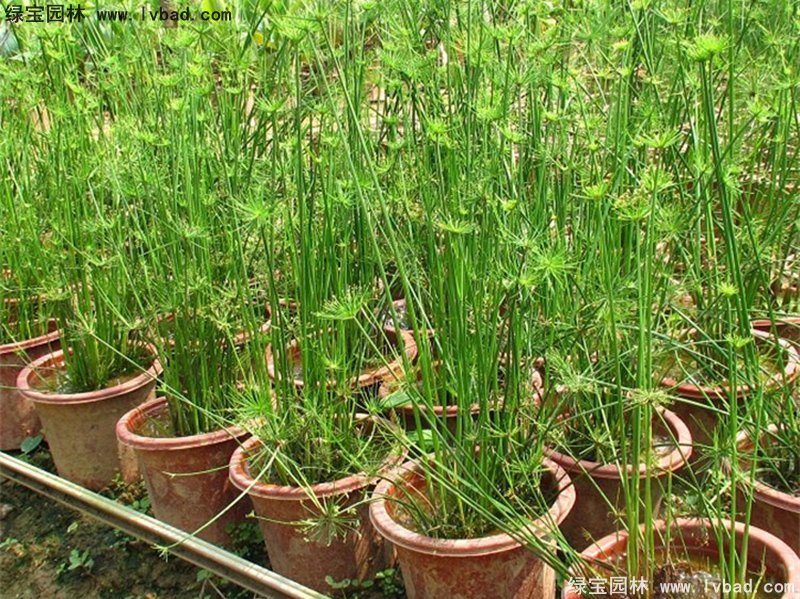 纸莎草水生植物净化污水绿植花卉草本多年生盆栽苗