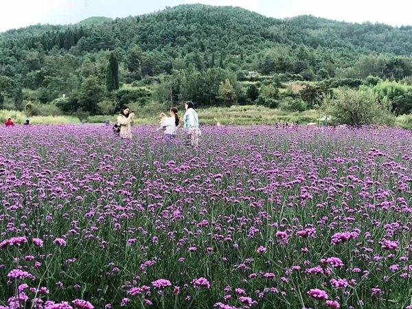 柳叶马鞭草