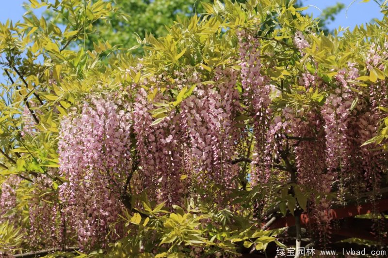 粉色紫藤粉花日本紫藤