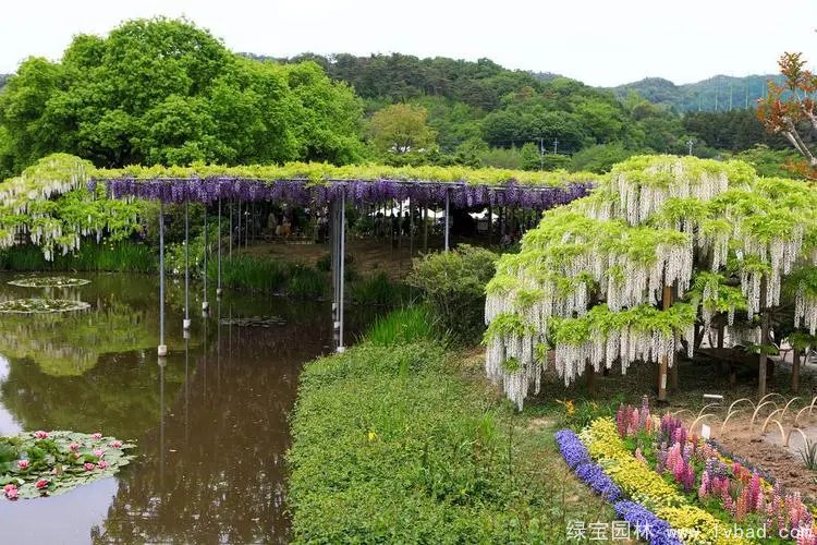 白色紫藤安了寺日系白花紫藤花