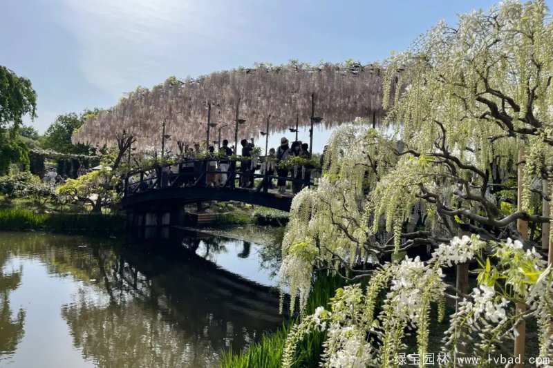 白色紫藤安了寺日系白花紫藤花