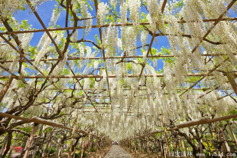 白色紫藤安了寺日系白花紫藤花