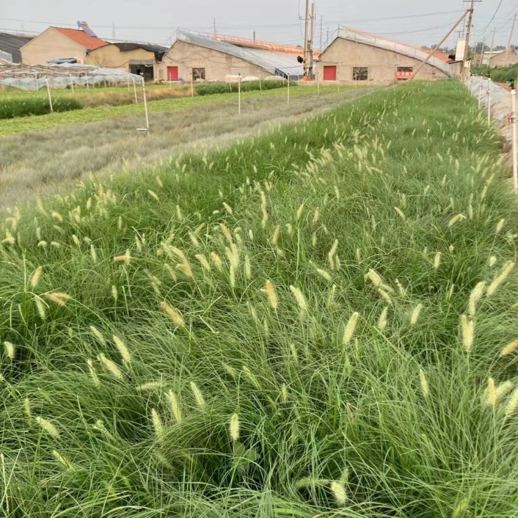 小布尼狼尾草容器苗