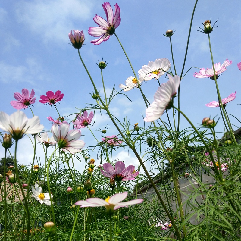 格桑花