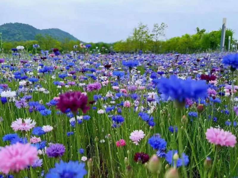 矢车菊开花效果