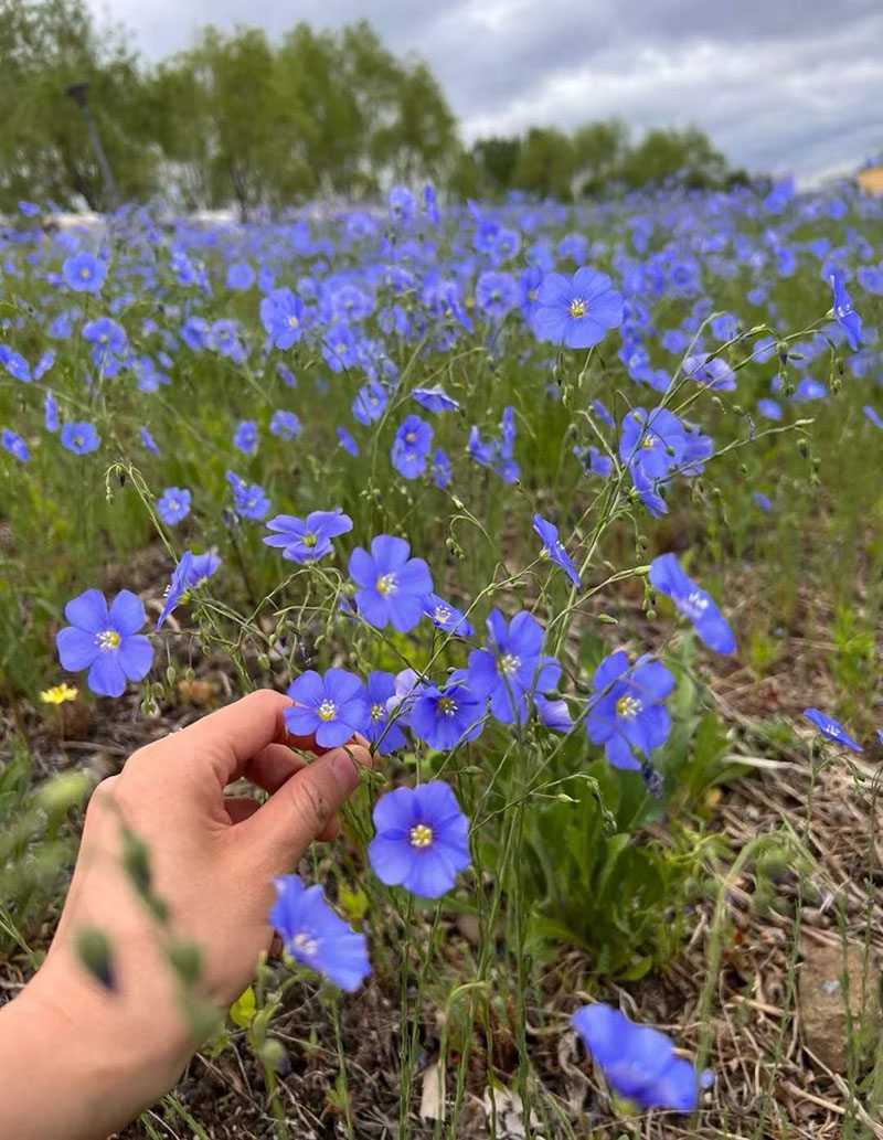 蓝花亚麻开花图片