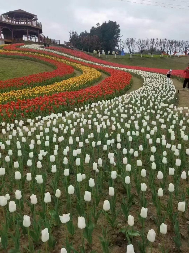 郁金香白色开花图片