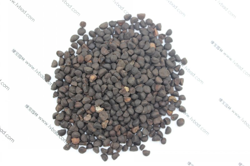 <a href='https://www.lvbad.com/caohuazhongzi/1613.html' target='_blank'>牵牛花种子</a>