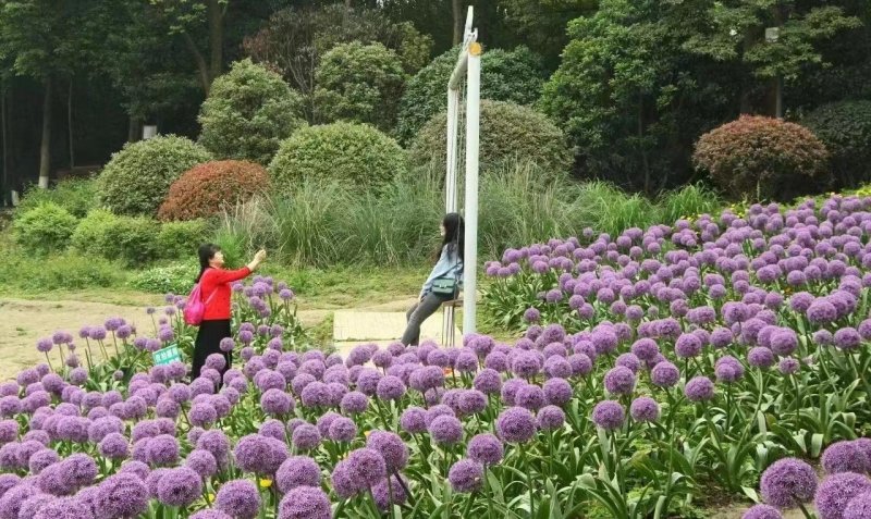 大花葱春季盛开花海