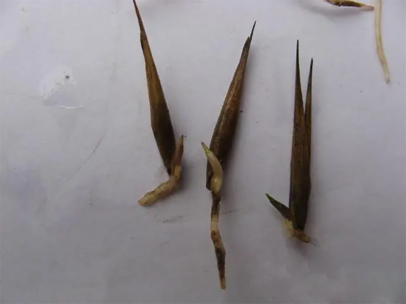 竹子种子