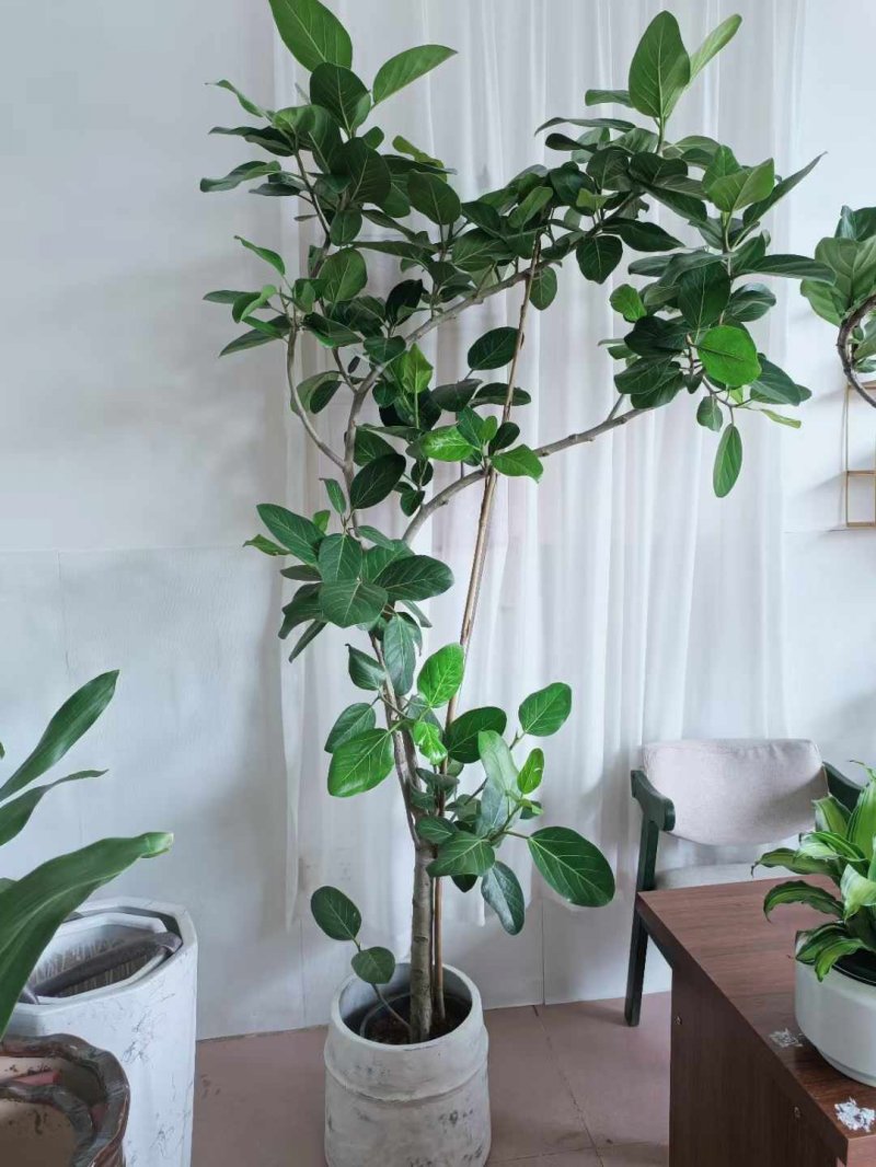 绿植植物室内室外绿色植物花卉