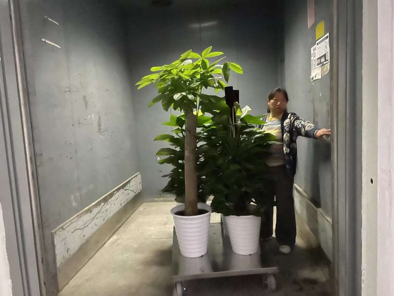 绿植植物室内室外绿色植物花卉