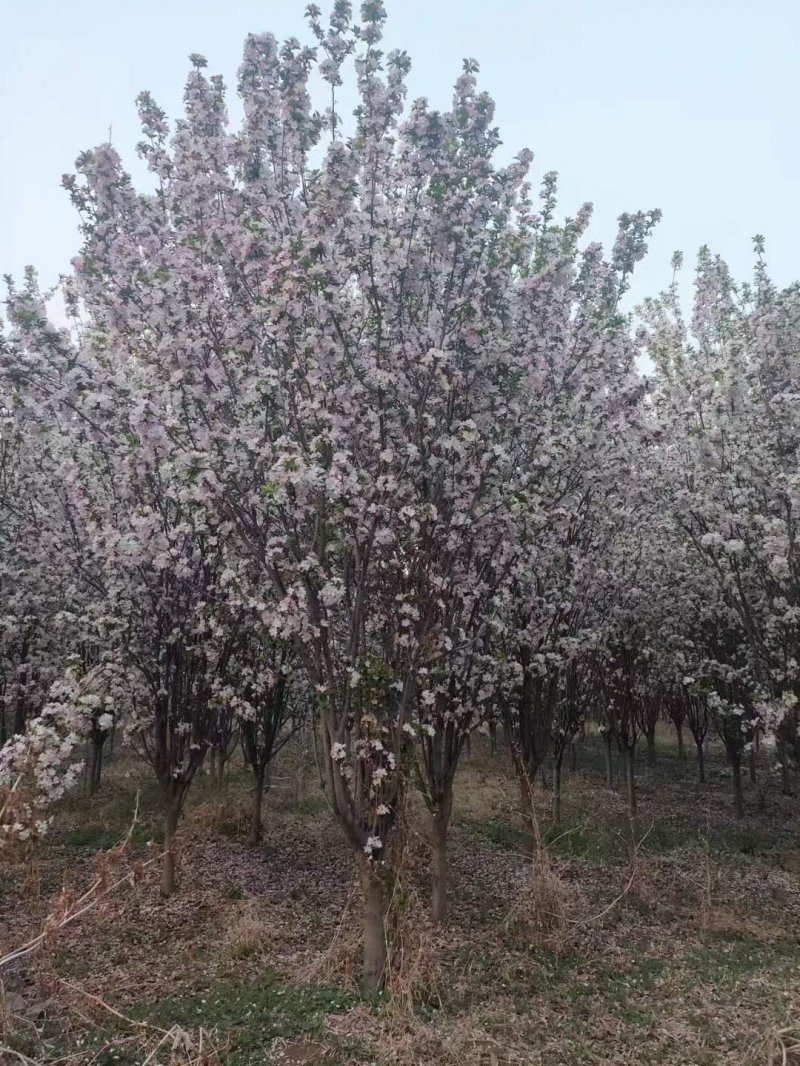 西府海棠春季开花