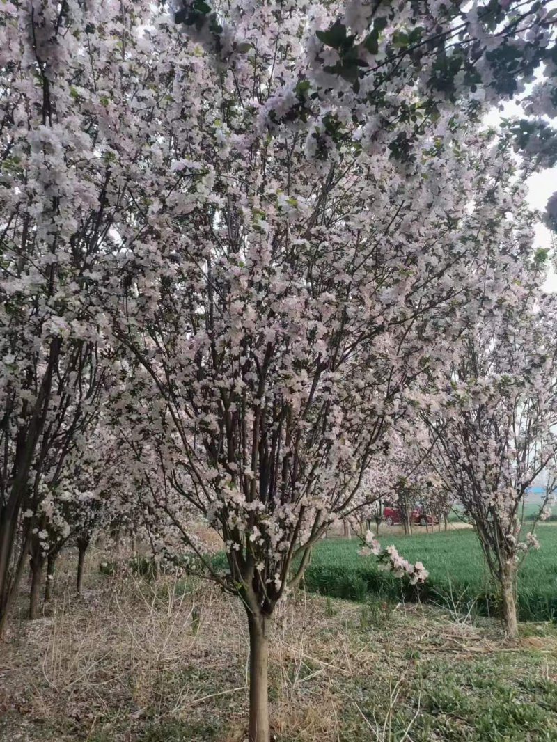 西府海棠春季开花