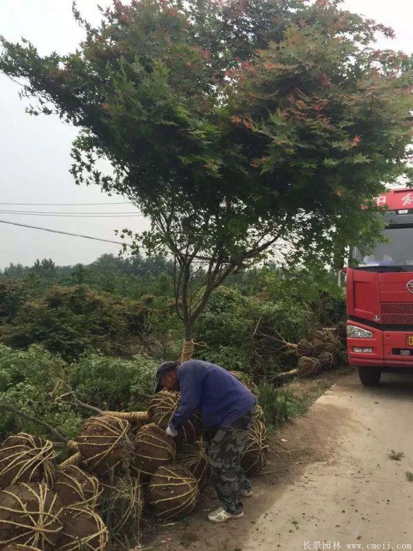 鸡爪槭图片基地实拍