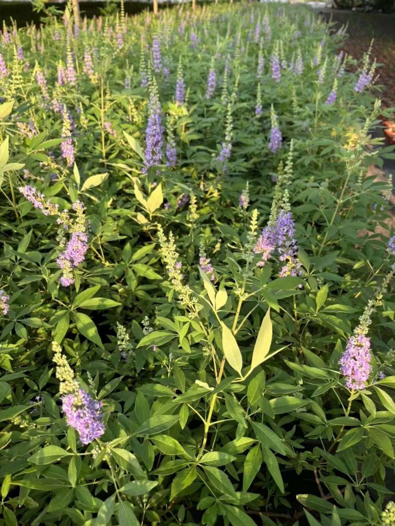 穗花牡丹荆穗花牡荆