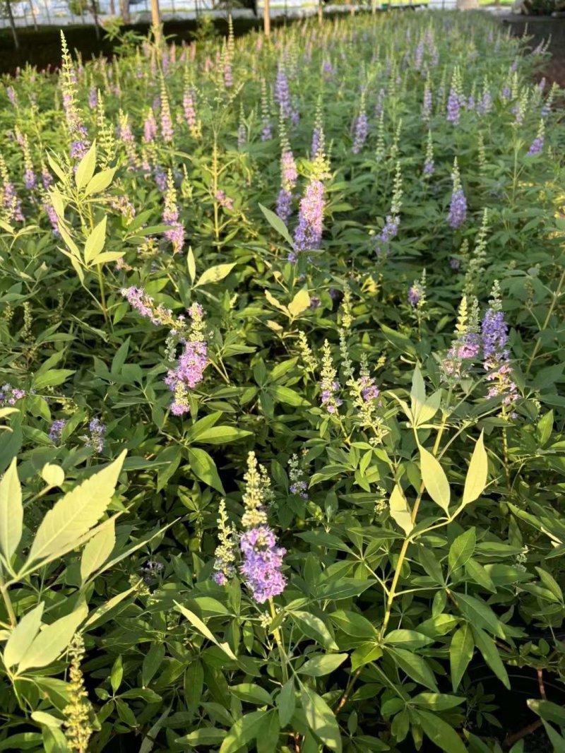 穗花牡丹荆穗花牡荆