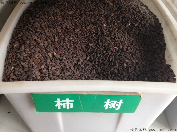 <a href='https://www.lvbad.com/guoshuzhongzi/1878.html' target='_blank'>柿树种子</a>图片