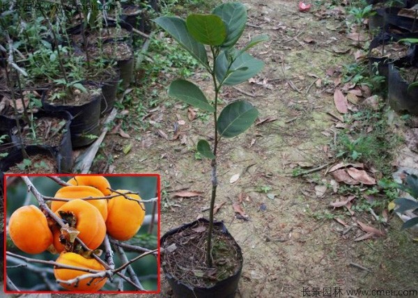 <a href='https://www.lvbad.com/guoshuzhongzi/1878.html' target='_blank'>柿树</a>种子发芽出苗图片