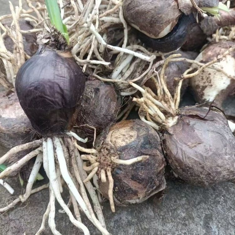 <a href='https://www.lvbad.com/caohuazhongzi/1623.html' target='_blank'>石蒜种球</a>种根种苗