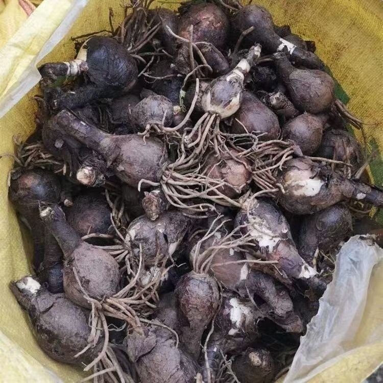 石蒜种球种根种苗