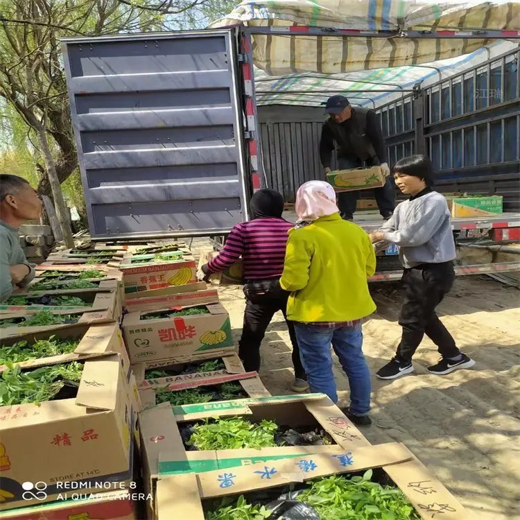 大花婆婆纳盆栽杯苗