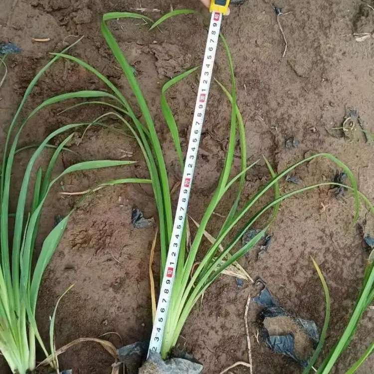 大花<a href='https://www.lvbad.com/caobenzhiwu/3404.html' target='_blank'>萱草</a>杯苗盆栽容器苗