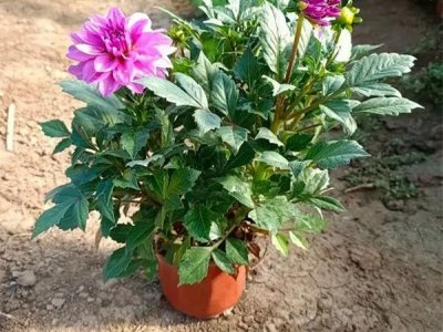 大丽花