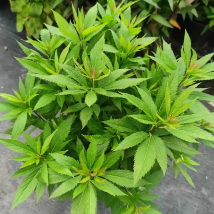 大麻叶泽兰杯苗容器苗