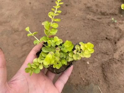 大叶过路黄
