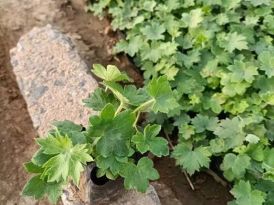 飞燕草